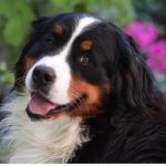 Puppyrk5nf8zb4k4= Bernese mountain dog