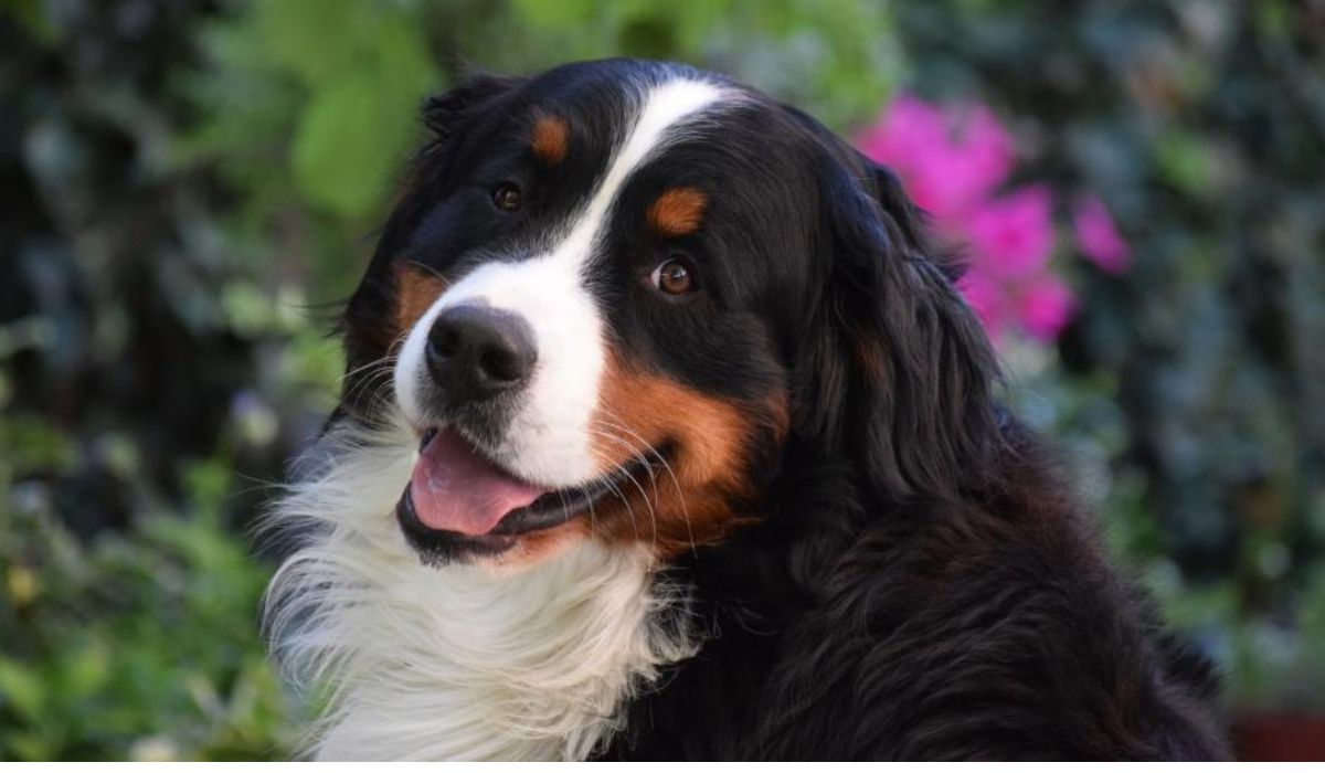 Puppyrk5nf8zb4k4= Bernese mountain dog