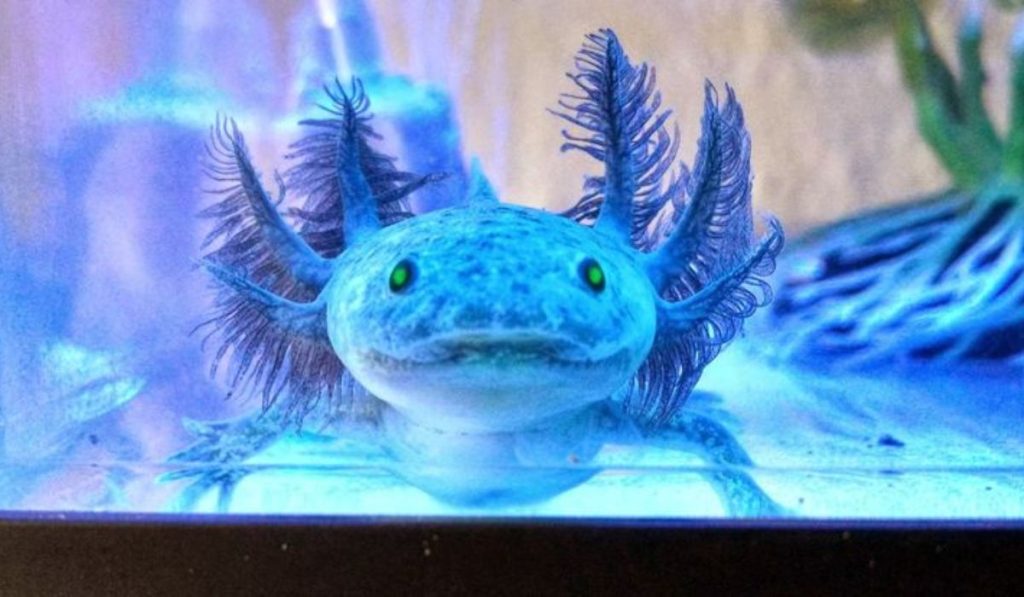 cute:dyf8c8wezxm= axolotl